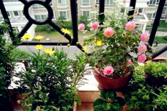 <b>室內(nèi)風(fēng)水適合擺放什么植物？</b>