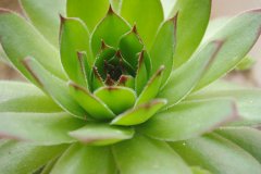 <b>房子裝修后放什么植物好？</b>